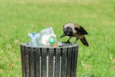 A picture of a hungry crow eating garbage from a trash bin and doing mess in the public park.の写真素材