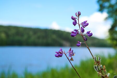 Thedetail of a fresh spring meadow flowers in the scandinavian nature.の写真素材