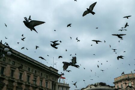 A lot of pigeons flying above the people and roofs of the houses in Milan in Italy during the gloomy rainy day.の写真素材