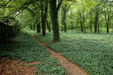 The picture from the old abandoned cemetery without tombstones. Only small hills show, that there are graves under the overgrown ivy.の写真素材