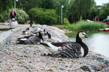The canadian goose on the bank of the lake in Helsinki. It is calm and watching the surroundings.の写真素材