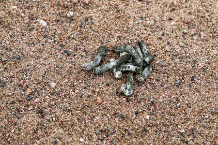 The canadian goose excrement lying on the beach in Helsinki. The polution of the sand and problem...