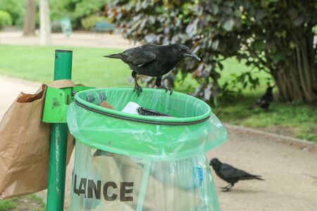 A Picture of a flock of crows eating garbage from a trash bin and doing mess in the public park.の写真素材