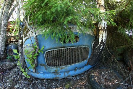 Vintage feeling picture of cars turned into wrecks deep in swedish forests. The nature is slowly taking control.の写真素材