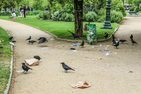 A Picture of a flock of crows eating garbage from a trash bin and doing mess in the public park.の写真素材