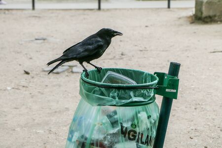 A Picture of a flock of crows eating garbage from a trash bin and doing mess in the public park.の写真素材