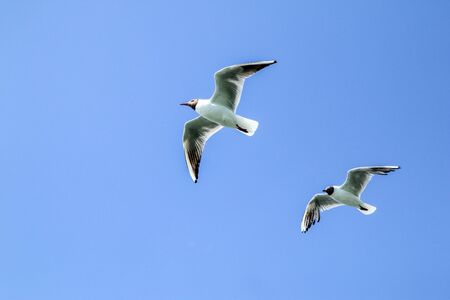 The seagulls flying in the brigh partly cloudy sky above the sea.