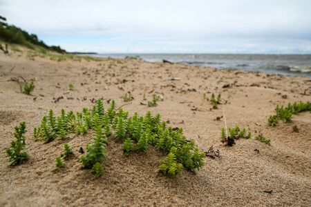 The baltic coast in Latvia during the rainy and windy day. The sea is wild and the waves are quite...