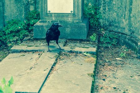 A depressive picture of a crow standing on the grave on a cemetery.の写真素材