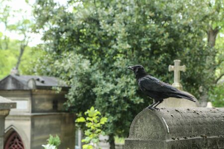 A depressive picture of a crow standing on the grave on a cemetery.の写真素材