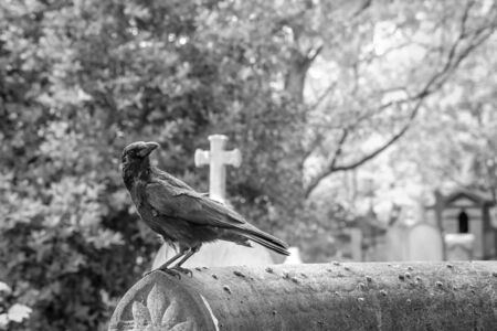 A depressive picture of a crow standing on the grave on a cemetery.の写真素材
