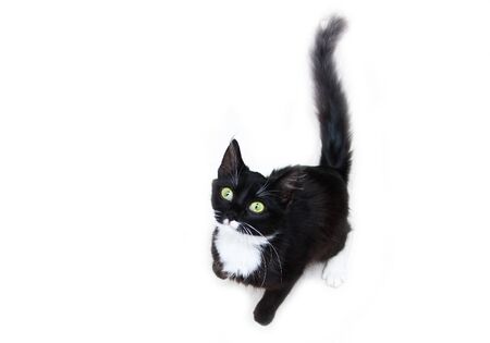 The cute black cat with green eyes sitting on a white background, looking up curiously. Looking cute and happy.の写真素材