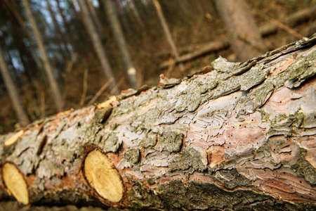 The trees are lying on the ground in the forest. Symbol for lumber industry or care for the forest...