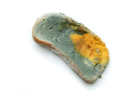 The picture of a fully mouldy bread. Rotten and uneatable. Isolated on white background.