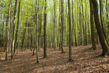 The picture from the nature park in Czech Republic The nice fresh green forest during the sunny...