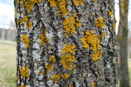 The detail of the trunk of the tree with rough bark covered by the yellow lichen.の写真素材