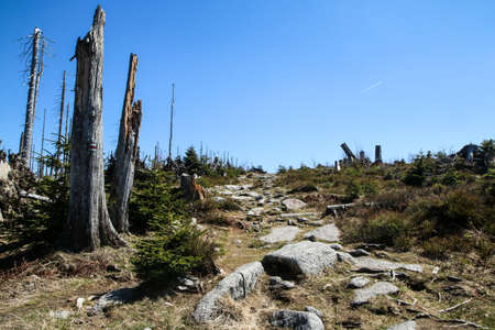 The hiking trail made of stones at Å umava national park in Czech Republic. The forest is damaged...