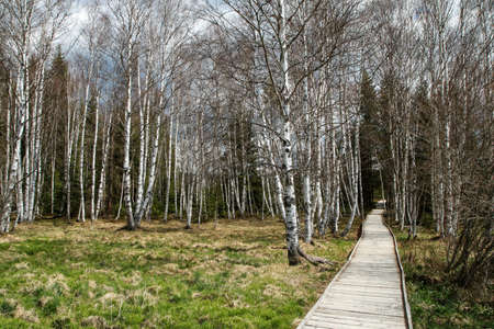 The picture from the protected area in Czech Republic called ChalupskÃ¡ slaÅ¥ (Hut peat bog) at...