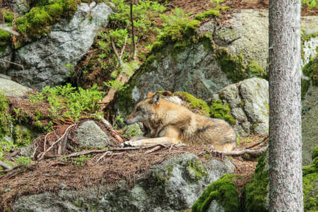 The portrait of wolf in Czech Republic in his natural habitat in a protected national area in...