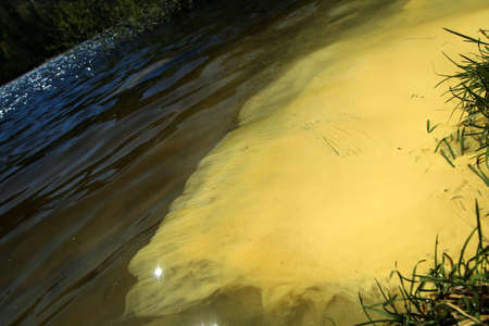The layer of pollen floating on the water in spring. Symbol for season of allergies.の写真素材