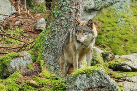 The portrait of wolf in Czech Republic in his natural habitat in a protected national area in...