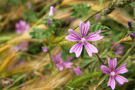 A beautiful small meadow flowers are hiding in the grass.の写真素材