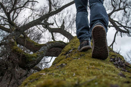 The picture of a manÂ´s feet, while climbing on a crooked treeÂ´s trunk covered with moss. . It...