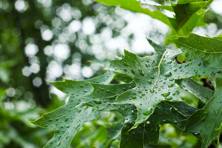 A detail picture of a fresh green oak leaf. It has a lot of raindrops, because of rain.の写真素材