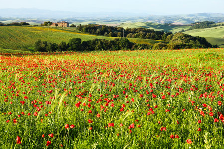 A view from the Tuscan countryside. Beautiful nature during sunny spring. A field full of poppies.の写真素材