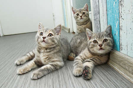 A group of three cute grey British kittens is lying on the floor and looking curiously.の写真素材