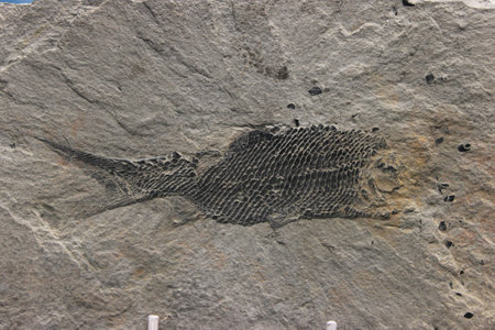 A detail picture of the fossil, the prehistoric animals turned into stone.の写真素材