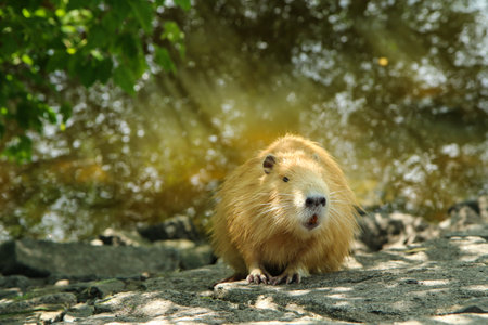 A picture of the golden coypu in Prague in Czech Republic. It lives in water in the city and they...