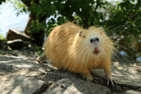 A picture of the golden coypu in Prague in Czech Republic. It lives in water in the city and they are a problem for the ecosystem.の写真素材