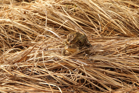 The detail of two toads hidden in the grass during the rutting season. Mating right now.の写真素材