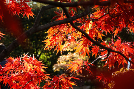 The detail of the colorful leaves of the Japanese maple during the sunny autumn day.