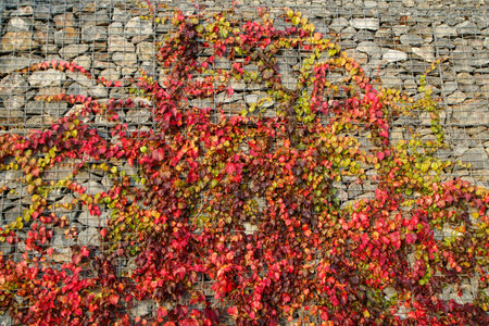 The detail of the ivy climbing on the gabion stone wall with colorful leaves because of the autumn.の写真素材