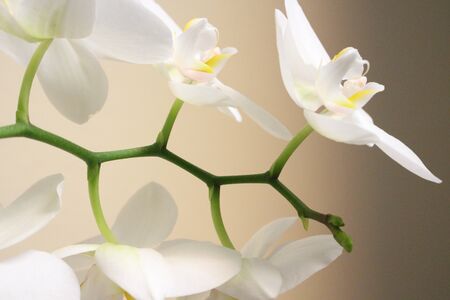 Orchidの写真素材