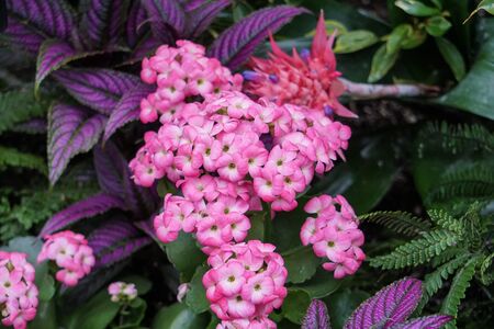 Pink flowersの写真素材