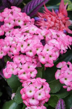 Many Pink Flowersの写真素材