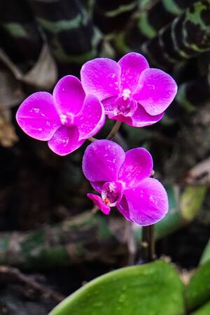 Bright flowersの写真素材