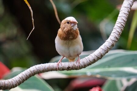 Small Bird on a Branch
