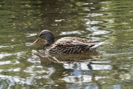 Single female duck on a pondの写真素材