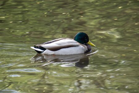 Single male duck on a pondの写真素材