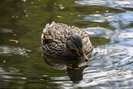 Single female duck on a pondの写真素材