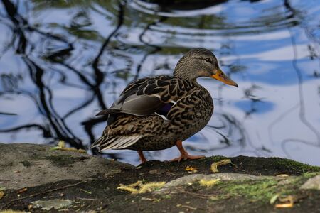 Single female duck beside a pondの写真素材