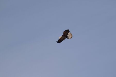 A lone Bald Eagle in flightの写真素材