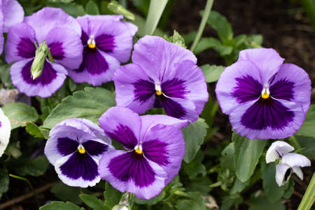 Many purple pansies in a botanical gardenの写真素材