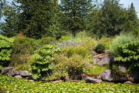 Garden with lots of flowers and water lilies in summer.の写真素材