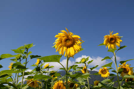 A solitary Sunflower on a bright sunny day with seeds and blue sky .の写真素材