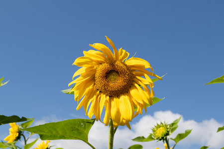 A solitary Sunflower on a bright sunny day with seeds and blue sky .の写真素材